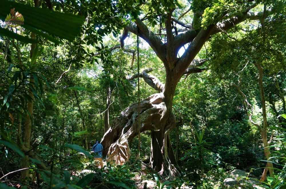 tour trekking Đà Nẵng cây đa con nai