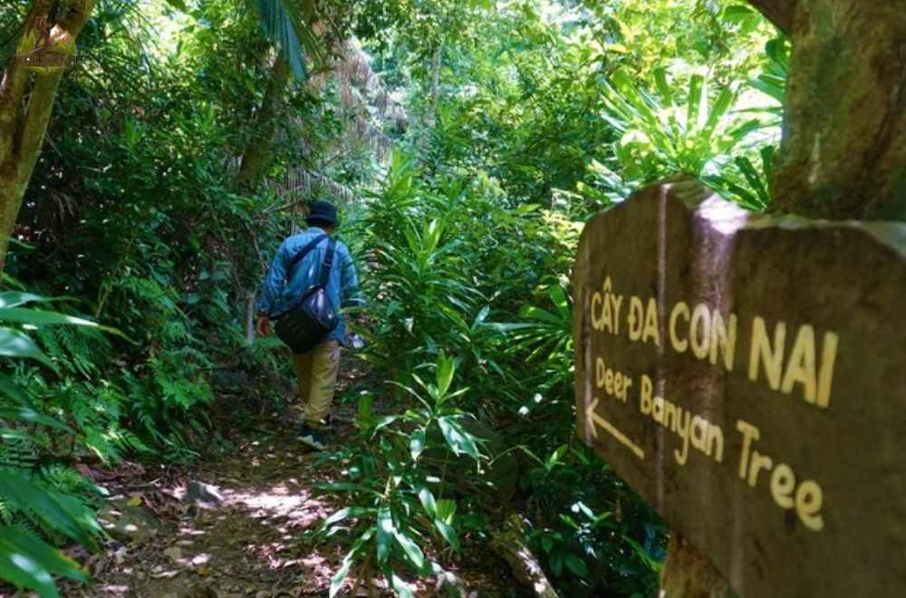 tour trekking Đà Nẵng cây đa con nai