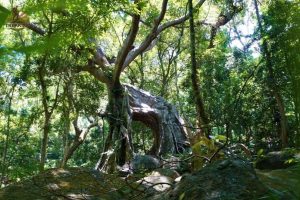 tour trekking Đà Nẵng cây đa con nai