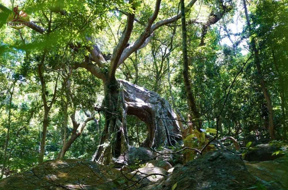 tour trekking Đà Nẵng cây đa con nai