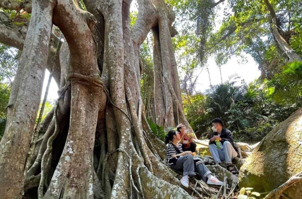 Trekking cây đa ngàn năm Sơn Trà